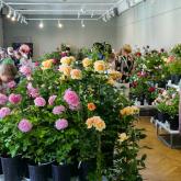 Exhibition "Roses 2024"