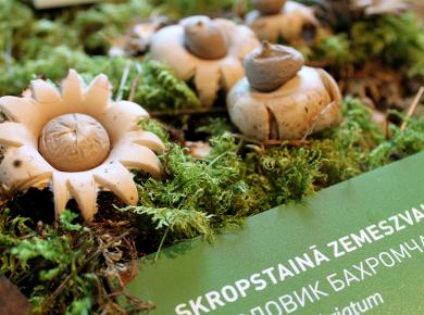 Выставка «Дни грибов» 