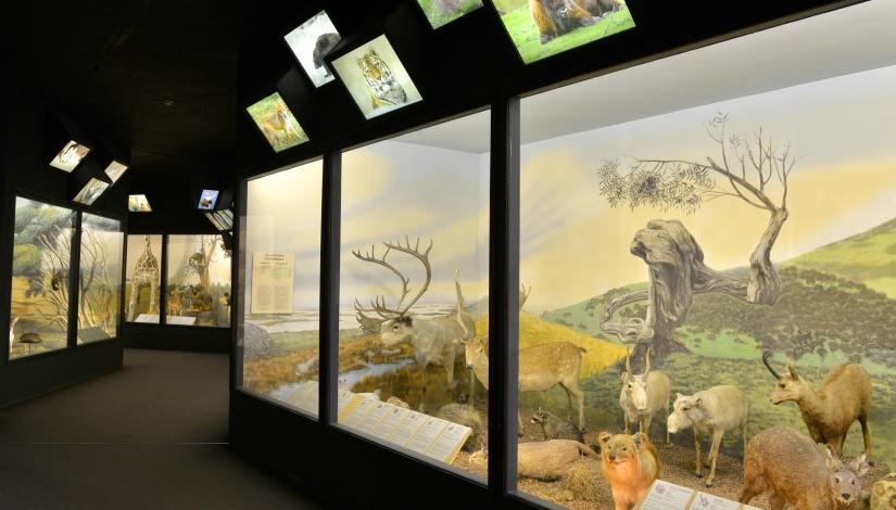 The exhibition “Zoogeographical Regions of the World”