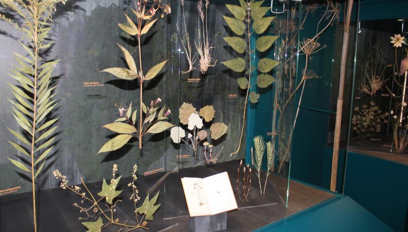 Latvijas Dabas muzejs. Nodarbība "Latvijas augu daudzveidība"