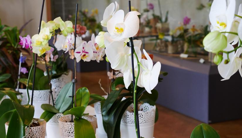 Izstāde „Orhidejas un citi eksotiskie augi 2019” 