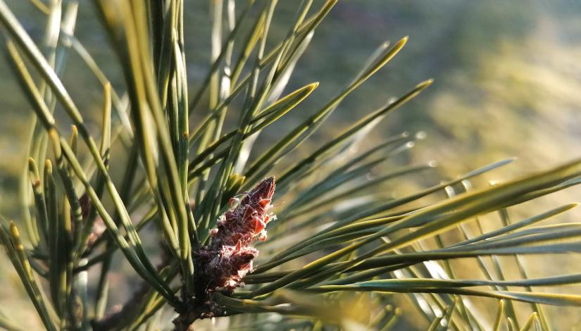 Сосна обыкновенная / Pinus sylvestris