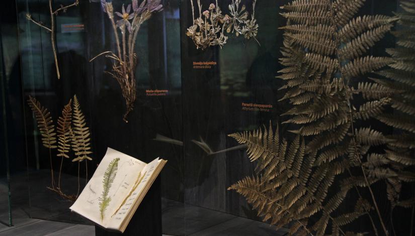 The exhibition "Plants and fungi of Latvia" 