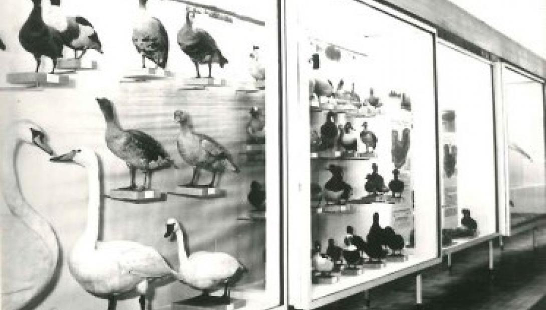 Tiek izveidota ekspozīcija „Latvijas putni” 