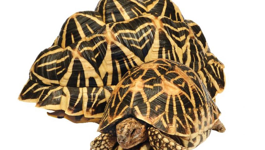 Звёздчатые черепахи в коллекции А. Эглиса