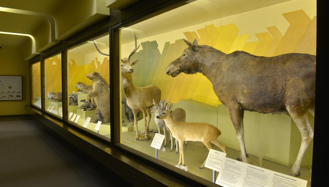 Exhibition “Mammals of Latvia”