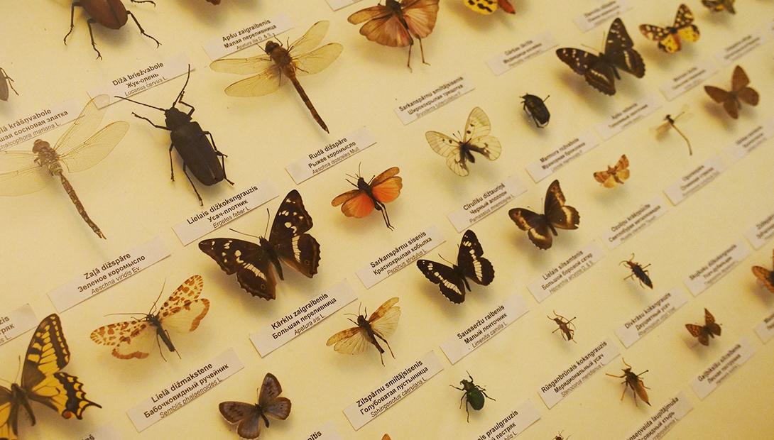 Экспозиция «Мир насекомых»