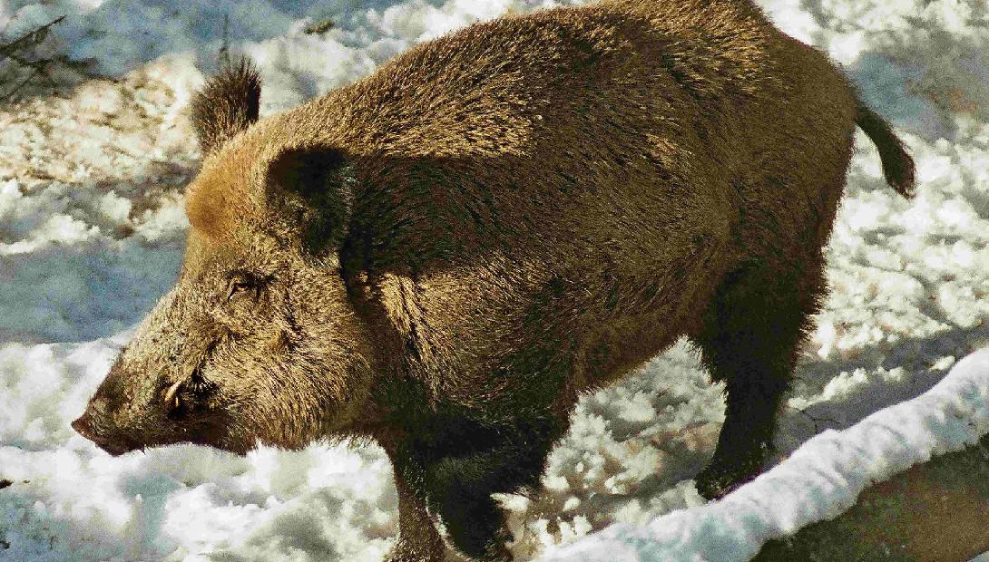 Animal of the year 2015 the wild boar