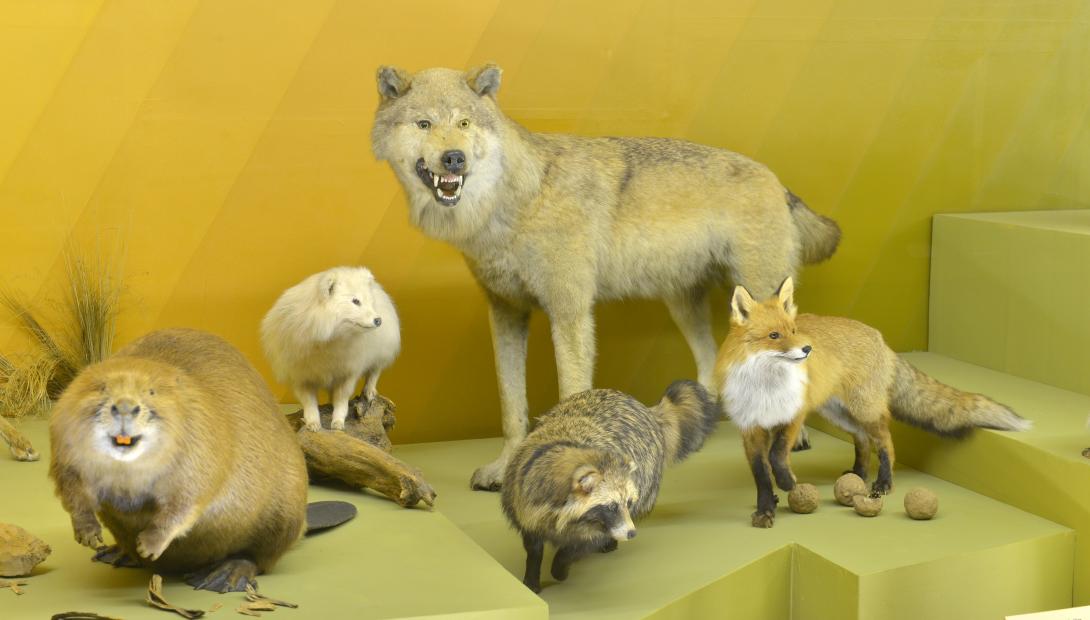Латвийский музей природы. Выездное занятие «Животные Латвии, их поведение в разные времена года»