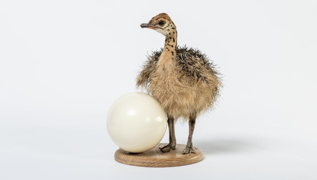 Яйцо и птенец африканского страуса. Зоологическая коллекция ЛНМП.