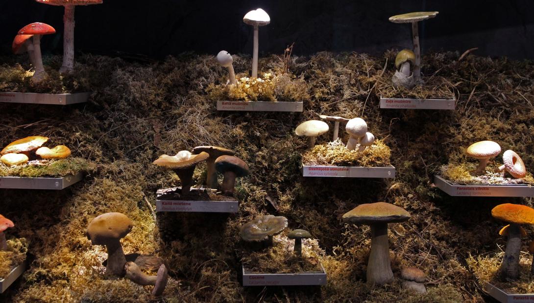 Занятие  "Пёстрый мир грибов"