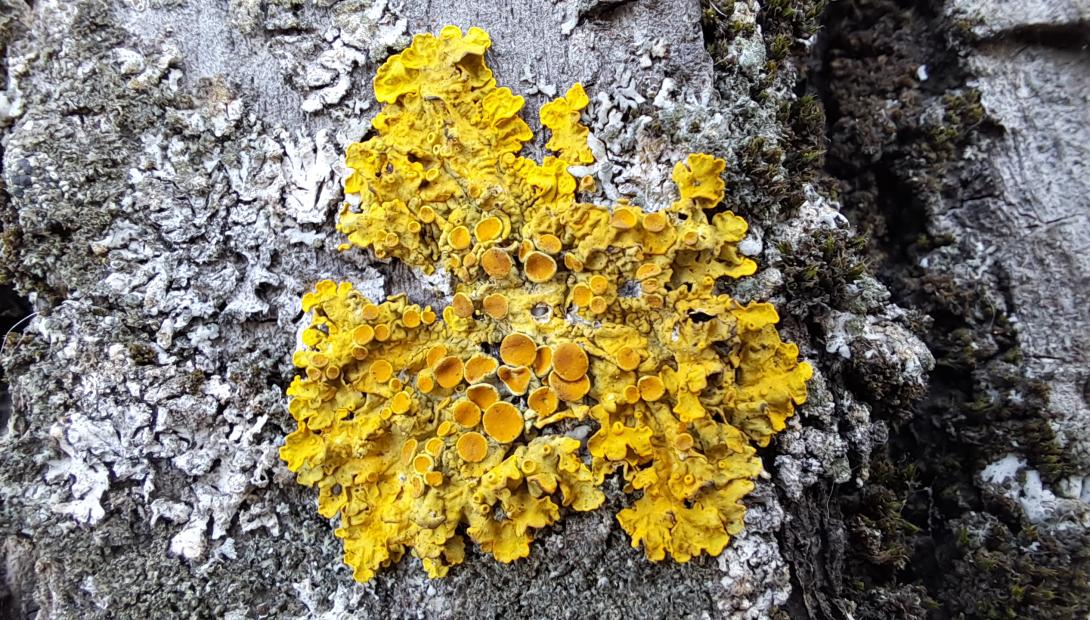 Dzeltenais sienasķērpis Xanthoria parietina